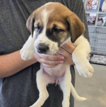 Desjardins / Mary -  Labrador Retriever and Mixed Breed Dog for Adoption in Broomfield, Colorado - Desjardins / Mary | PetCurious
