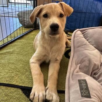 Stanley -  Mixed Breed Dog for Adoption in Park City, Utah - Stanley | PetCurious