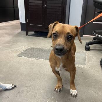 Marc -  Chihuahua and Dachshund Dog for Adoption in Tampa, Florida - Marc | PetCurious