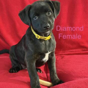 Diamond -  German Shepherd Dog and Husky Dog for Adoption - Diamond | PetCurious