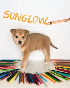 Mixed Breed Dogs Available for Adoption - Sunglow | PetCurious