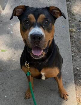 Fuji -  Rottweiler and Labrador Retriever Dog for Adoption in Austin, Texas - Fuji | PetCurious