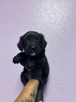61729754 -  Mixed Breed Dog for Adoption in El Paso, Texas - 61729754 | PetCurious