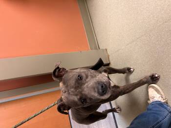 Rescue Pit Bull Terrier Dogs for Adoption in Leavenworth, Kansas - 25-0559 "Ren" | PetCurious