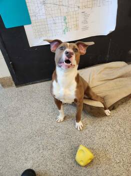 Staffordshire Bull Terrier Dogs Available for Adoption - Sassy | PetCurious