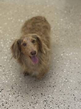 Royce -  Dachshund Dog for Adoption in York, South Carolina - Royce | PetCurious