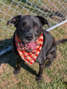 Rescue Labrador Retriever and Mixed Breed Dogs for Adoption in Gulfport, Mississippi - Moon | PetCurious