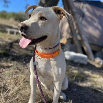 Labrador Retriever Dogs Available for Adoption in Center Point, Texas - Greta | PetCurious