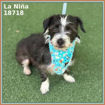 Chihuahua and Terrier Dogs Available for Adoption in Marietta, Georgia - LA NIÑA | PetCurious