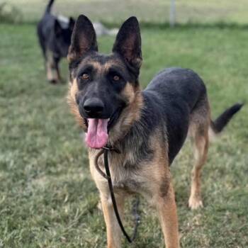 Olive -  German Shepherd Dog Dog for Adoption in Incline Village, Nevada - Olive | PetCurious