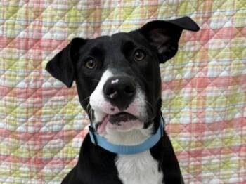 Pit Bull Terrier Dogs Available for Adoption in Portland, Oregon - Wiggle Worm | PetCurious