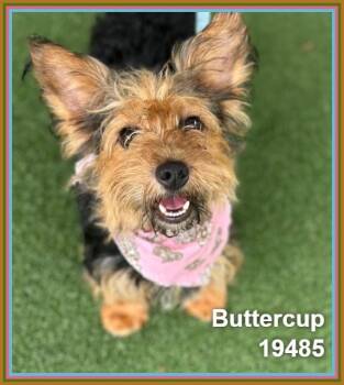 BUTTERCUP (see also BUDDY and BUBBLES) -  Yorkshire Terrier Dog Available for Adoption in Marietta, Georgia - BUTTERCUP (see Also BUDDY And BUBBLES) | PetCurious