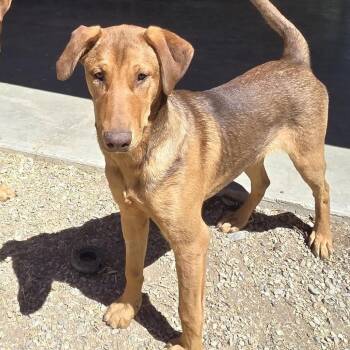 Briar -  Doberman Pinscher and Mixed Breed Dog for Adoption in Driggs, Idaho - Briar | PetCurious