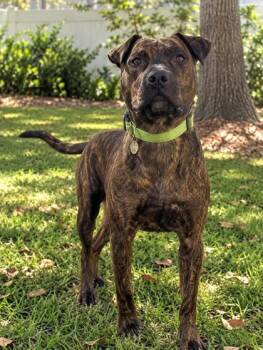 Grover -  Mixed Breed Dog for Adoption in Savannah, Georgia - Grover | PetCurious