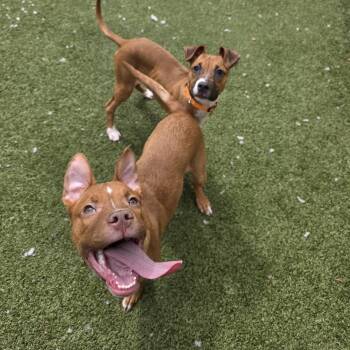 Mixed Breed Dogs Available for Adoption in Binghamton, New York - Zorra | PetCurious