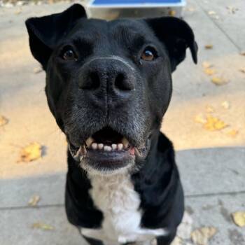 Dante -  American Staffordshire Terrier and None Dog for Adoption in Grand Rapids, Michigan - Dante | PetCurious
