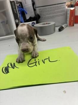 Carrie -  Pit Bull Terrier and Mixed Breed Dog for Adoption in Gainesville, Florida - Carrie | PetCurious