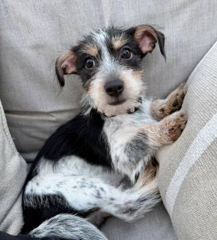 Dachshund Dogs Available for Adoption in Palo Alto, California - Five Star | PetCurious