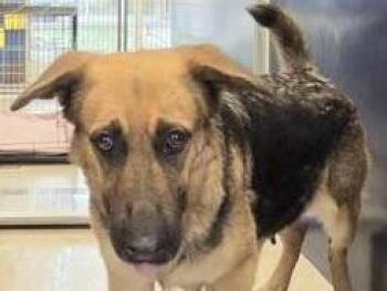 Mixed Breed Dogs Available for Adoption in Georgetown, Texas - Fern | PetCurious