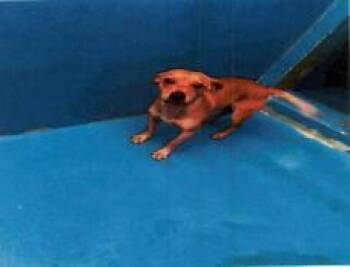 Papi - A168927 -  Mixed Breed Dog for Adoption in West Chester, Pennsylvania - Papi - A168927 | PetCurious
