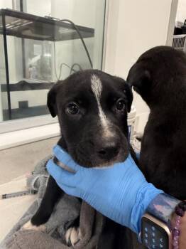 LEECH -  Pit Bull Terrier and Mixed Breed Dog for Adoption in Baytown, Texas - LEECH | PetCurious