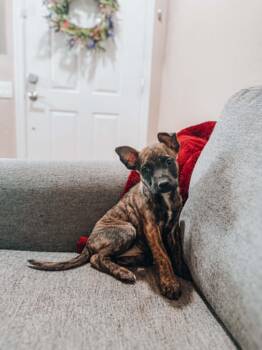 Legend -  Dutch Shepherd Dog for Adoption in Goodyear, Arizona - Legend | PetCurious
