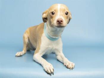 CINDERELLA -  Chihuahua Dog for Adoption in Phoenix, Arizona - CINDERELLA | PetCurious