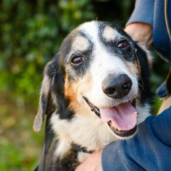 Hendrix -  Beagle and Collie Dog for Adoption in Hattiesburg, Mississippi - Hendrix | PetCurious