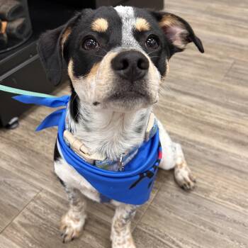 Mixed Breed Dogs Available for Adoption in Salem, Oregon - Rubble | PetCurious