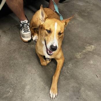 Terrier Dogs Available for Adoption in Tampa, Florida - Pumbaa | PetCurious