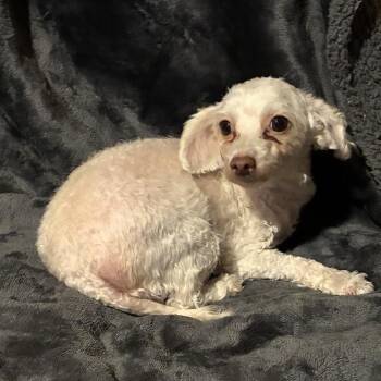 Amy -  Maltipoo Dog for Adoption in Pelham, New Hampshire - Amy | PetCurious