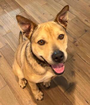 Mixed Breed Dogs Available for Adoption in Sharpsburg, Georgia - Ram | PetCurious