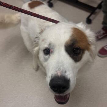 Ollie Dennis Cooper -  Great Pyrenees and Mixed Breed Dog Available for Adoption in Murray, Utah - Ollie Dennis Cooper | PetCurious