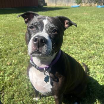 Rescue Pit Bull Terrier Dogs for Adoption in South Charleston, Ohio - Georgia | PetCurious