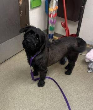 Milo -  Terrier and Mixed Breed Dog for Adoption in Palm Coast, Florida - Milo | PetCurious