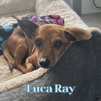 Luca Ray -  Dachshund and Chihuahua Dog Available for Adoption in San Antonio, Texas - Luca Ray | PetCurious