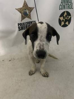 AMY -  Dachshund and Basset Hound Dog for Adoption in Winter Haven, Florida - AMY | PetCurious