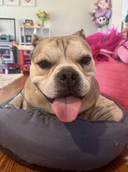 Rescue American Bully Dogs for Adoption in Gulf Breeze, Florida - Bella | PetCurious