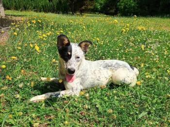 Cleo -  Australian Cattle Dog Blue Heeler Dog for Adoption in Barnesville, Georgia - Cleo | PetCurious
