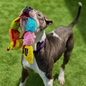 Beefy -  Pit Bull Terrier Dog for Adoption in Northbrook, Illinois - Beefy | PetCurious