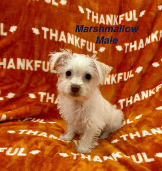 Rescue Chihuahua and Terrier Dogs for Adoption in Union Beach, New Jersey - Marshmallow | PetCurious