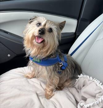 Benny -  Yorkshire Terrier Dog for Adoption in Briny Breezes, Florida - Benny | PetCurious