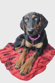 Hound and Shepherd Dogs Available for Adoption - DINA | PetCurious