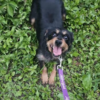 Patterdale Terrier Fell Terrier and Miniature Schnauzer Dogs Available for Adoption in Columbia, Missouri - Maggs | PetCurious