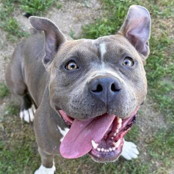 Pit Bull Terrier Dogs Available for Adoption in Ojai, California - Nova | PetCurious