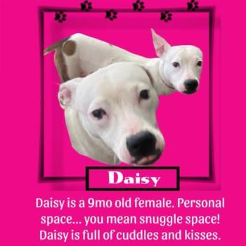 Rescue Pit Bull Terrier Dogs for Adoption in Woodsfield, Ohio - Daisy | PetCurious