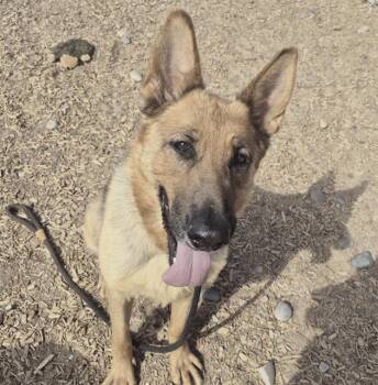 Rescue German Shepherd Dog and Mixed Breed Dogs for Adoption in Albuquerque, New Mexico - OSA | PetCurious