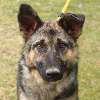 German Shepherd Dog Dogs Available for Adoption - Ovidia | PetCurious