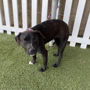 A612176 -  Staffordshire Bull Terrier and Mixed Breed Dog for Adoption in Modesto, California - A612176 | PetCurious