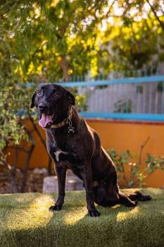 Labrador Retriever Dogs Available for Adoption in Anacortes, Washington - Pedro | PetCurious